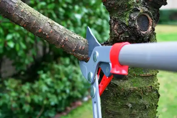 tree services Madras